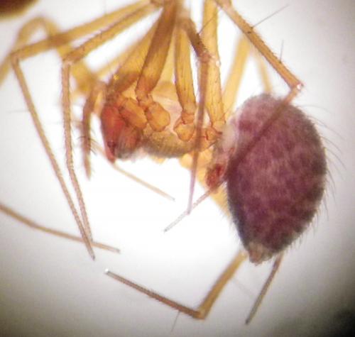 Réf. 270 723 : Palliduphantes pallidus